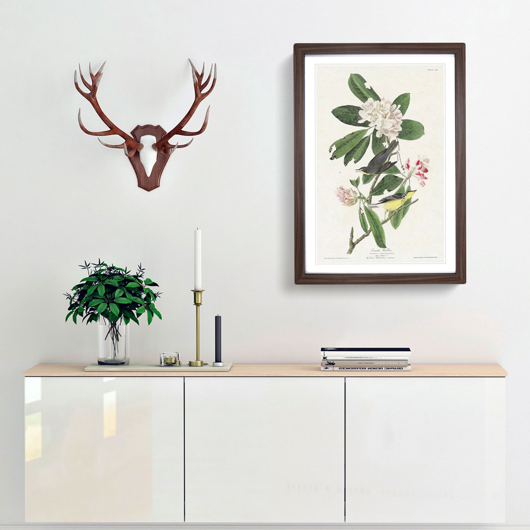 Canada Warbler Birds by John Audubon - Framed Print
