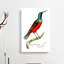 Superb Creeper Bird by George Shaw - Wrapped Canvas-55330783