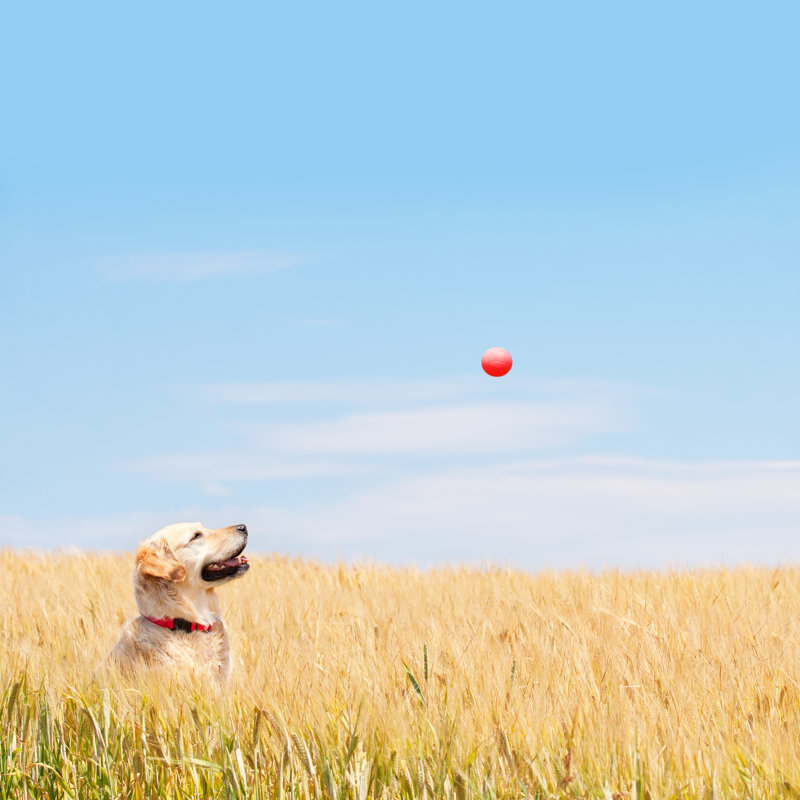 Golden Labrador - Wrapped Canvas Print, 76cm H x 76cm W