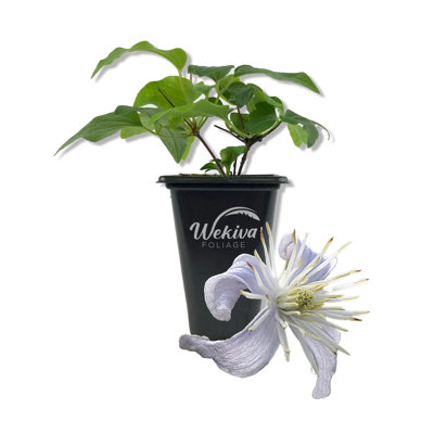 Clematis Heracleifolia Mrs Robert Brydon - Live Starter Plant in a 2 Inch Growers Pot - Starter Plants Ready for The Garden - Rare Clematis for Collectors
