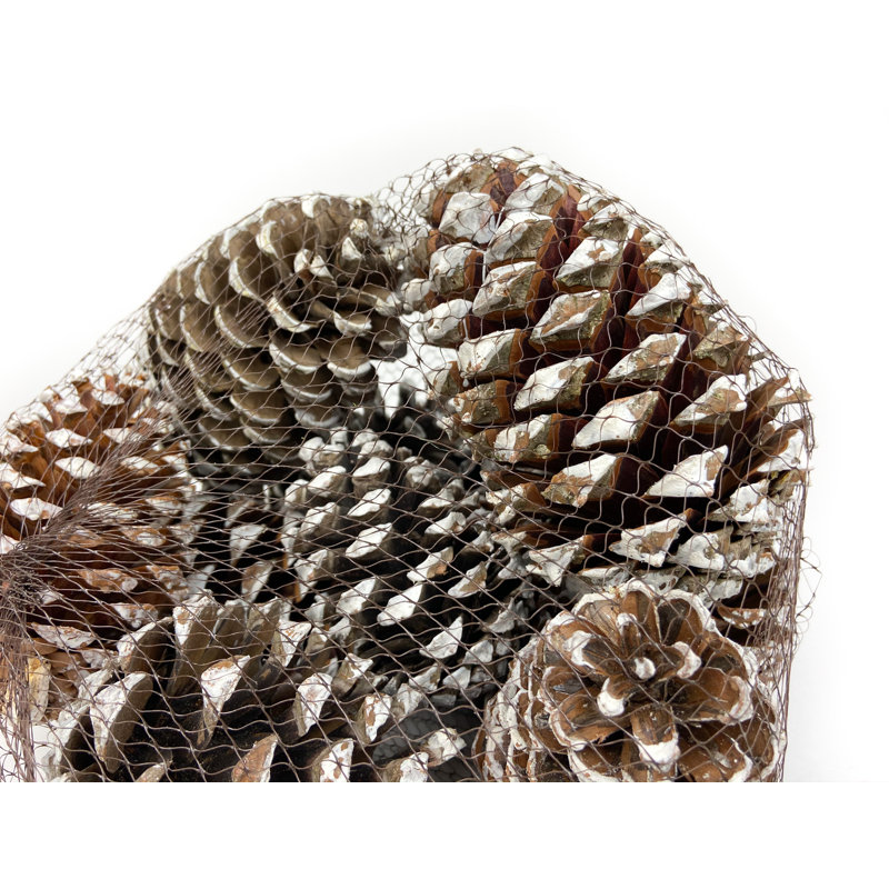 Bourre vase maritima en pin