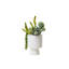 Succulents Arrangement in White Cylinder Urn