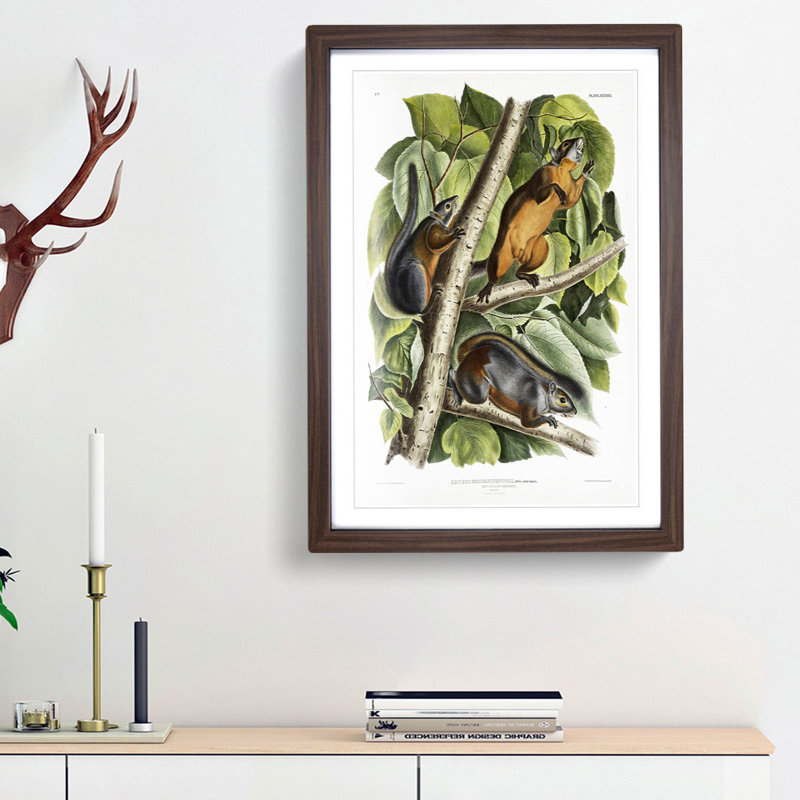 Red-Bellied Squirrels by J.W. Audubon - Picture Frame Painting Print, 36cm H x 27cm W x 2cm D, Walnut Framed