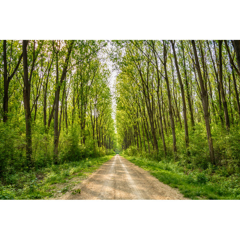 Tree Alley by Nedomacki - Wrapped Canvas Print, 51cm H x 76cm W x 3.8cm D