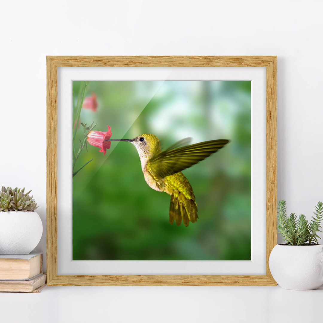 Gerahmtes Poster Hummingbird and Flower