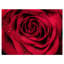 «Red Rose Petals with Rain Droplets», photographie-401517746-401517742
