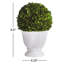 Nigel 9.5'' Boxwood Topiary in Ceramic Urn