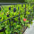 Cambria 80cm H x 60cm W Metal Fence Panels Included