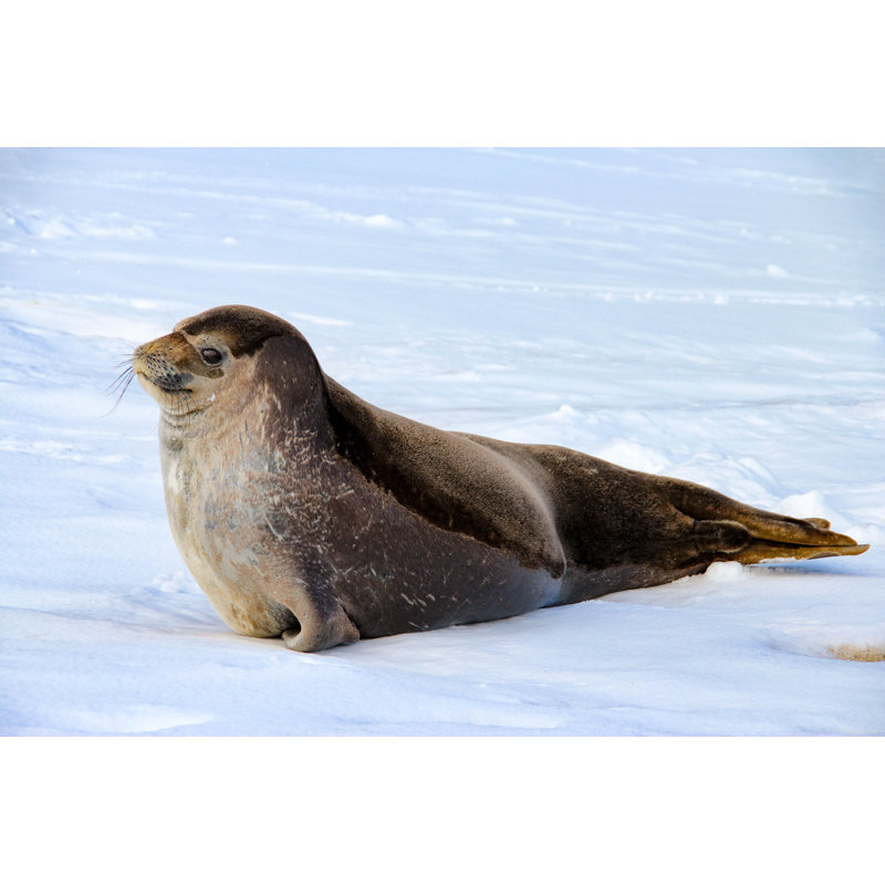 Weddell Seal In Antarctica - Wrapped Canvas Print, 51cm H x 76cm W x 3.8cm D