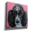 "Caniche noir" par Carolee Vitaletti-1394131289