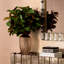 Faux Magnolia Plant