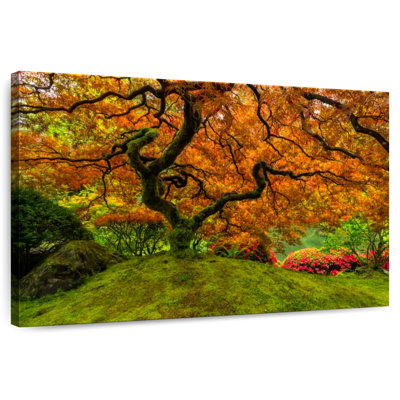 Érable japonais Harnek Mossy