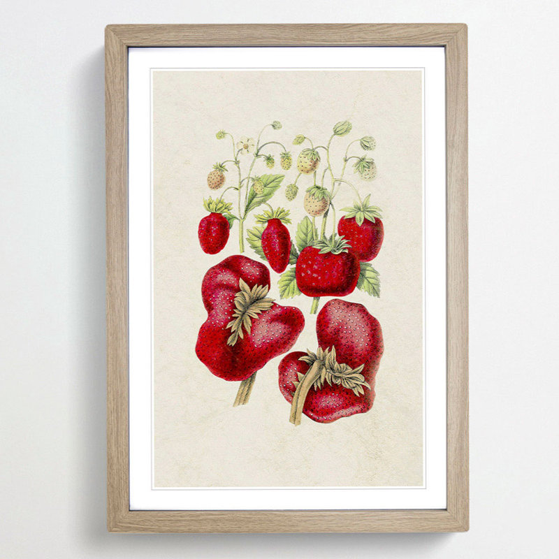 Illustration of Strawberry Plants - Framed Print, 36cm H x 27cm W x 2cm D, Oak Framed