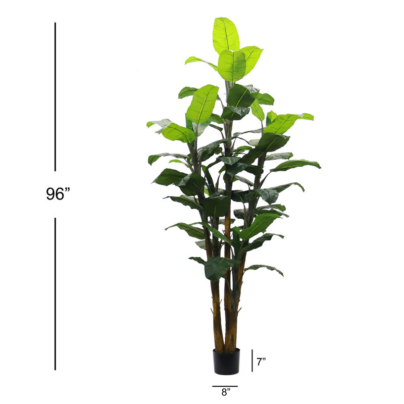 Dracaena Marginata Plant, 84" H x 8" W