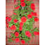 Wall Planter