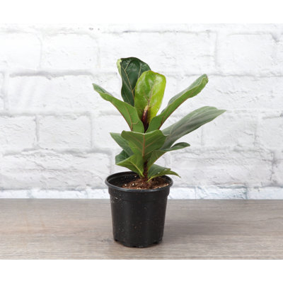 Live Fiddle Leaf Fig Plant