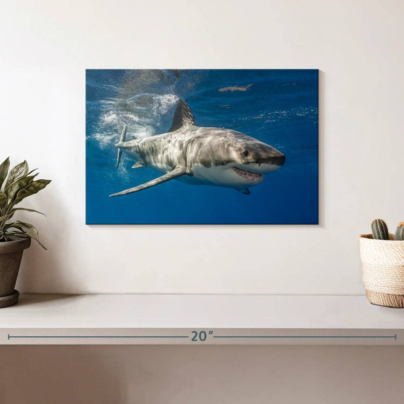 Shark, 8" H x 12" W