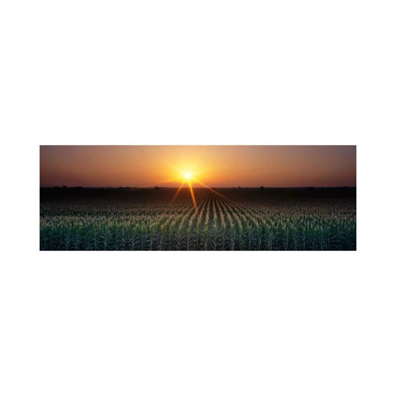Sunrise, Crops, Farm, Sacramento, California, USA - Wrapped Canvas Panoramic Print, 152.4 cm H x 50.8 cm W x 1.91 cm D