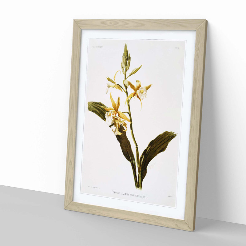Magnolia Flowers Illustration Tab. 69 by Frederick Sander - Picture Frame Painting Print, 60cm H x 40cm W x 2cm D, Oak