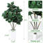 Plant-986871588