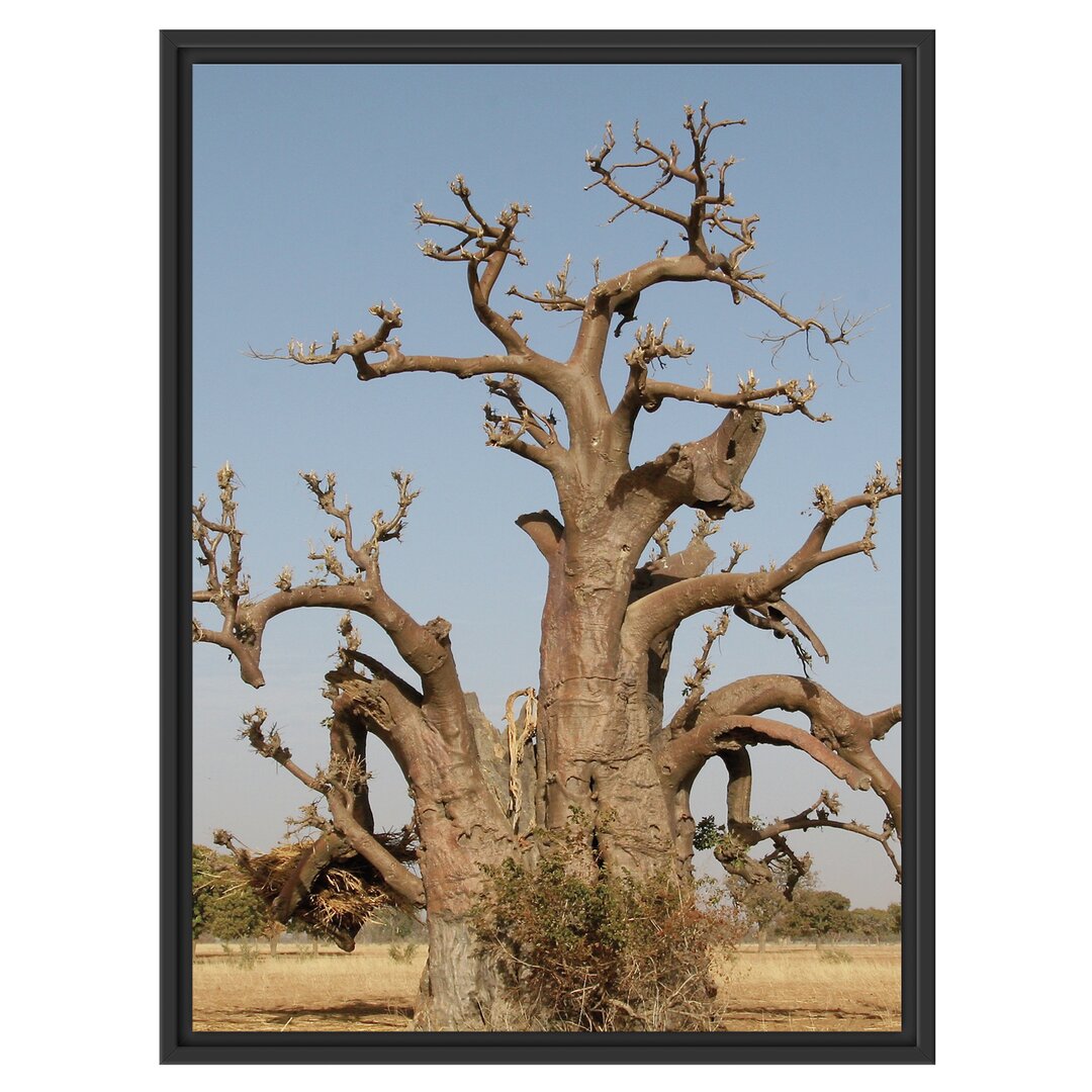 Gerahmtes Wandbild vertrockneter Baum in der Savanne