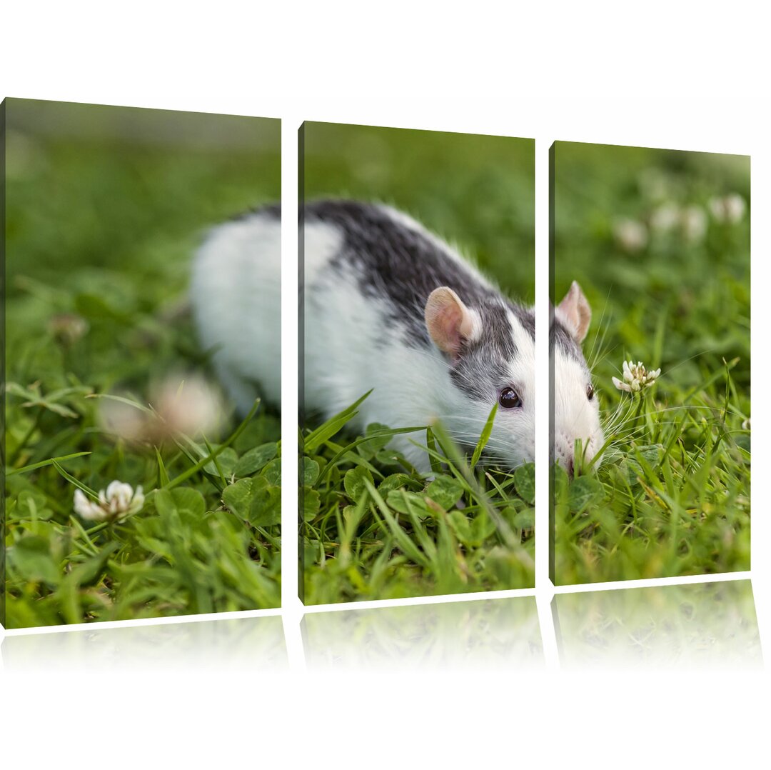 3-tlg. Leinwandbilder-Set „Kleine Maus auf Blumenwiese“, Fotodruck