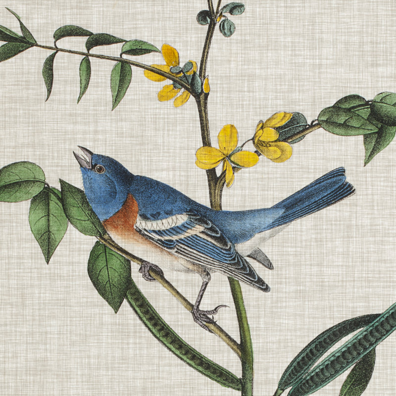Avian Crop VIII by John Audubon - Wrapped Canvas Painting, 122cm H x 122cm W x 3.8cm D