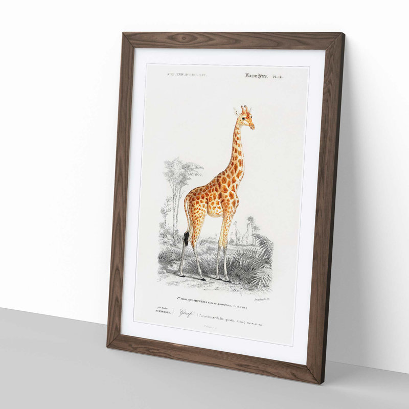 Giraffe by Charles D'Orbigny - Picture Frame Painting Print, 48cm H x 36cm W x 2cm D, Walnut Framed