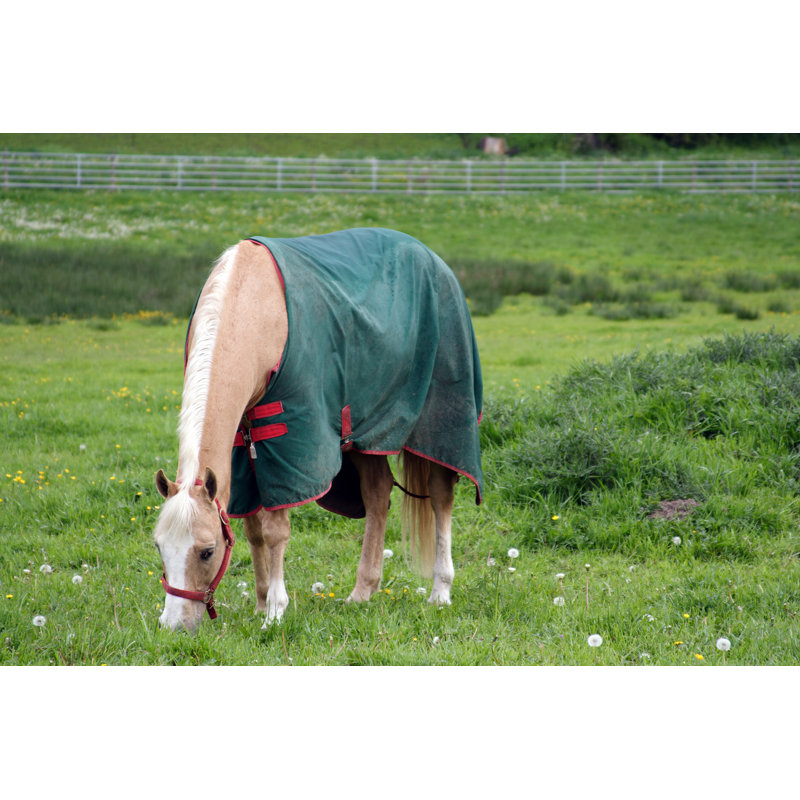 Horse Blanket by Piepereit - No Frame Art Prints on Canvas, 20cm H x 30cm W