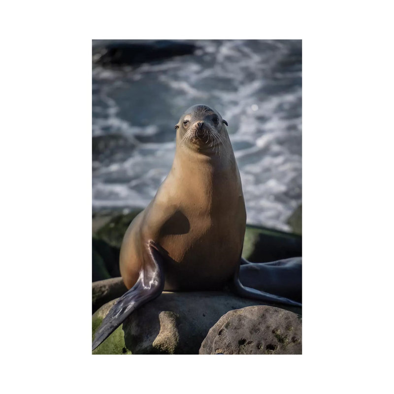 Vue complète d'un otarie perché sur un rocher - Giclée sur toile tendue avec châssis, H 26 po x l 18 po x 1,5 po