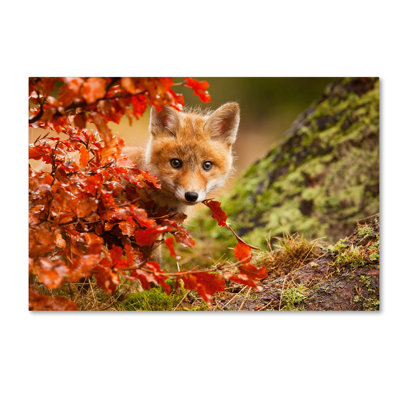 Art mural sur toile tendue - "Fox" par Robert Adamec pour le salon, la chambre à coucher ou le bureau - 16 x 24