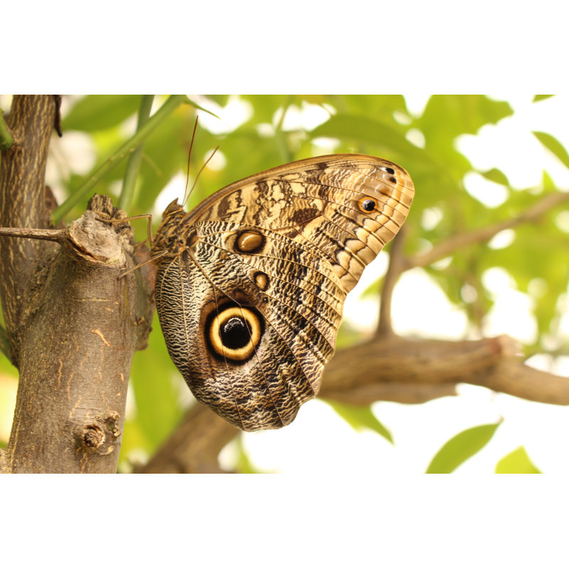 Winward Caligo Eurilochus - Wrapped Canvas Print, 30cm H x 46cm W x 3.8cm D
