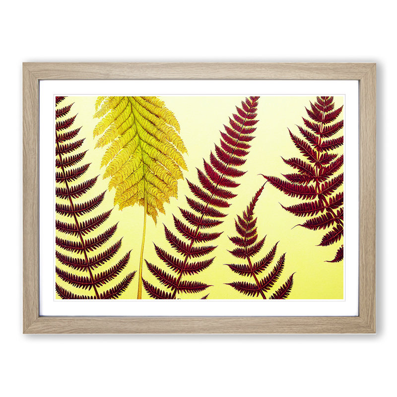 Fern Leaves - Single Picture Frame Print, 34cm H x 46cm W x 2cm D, Oak