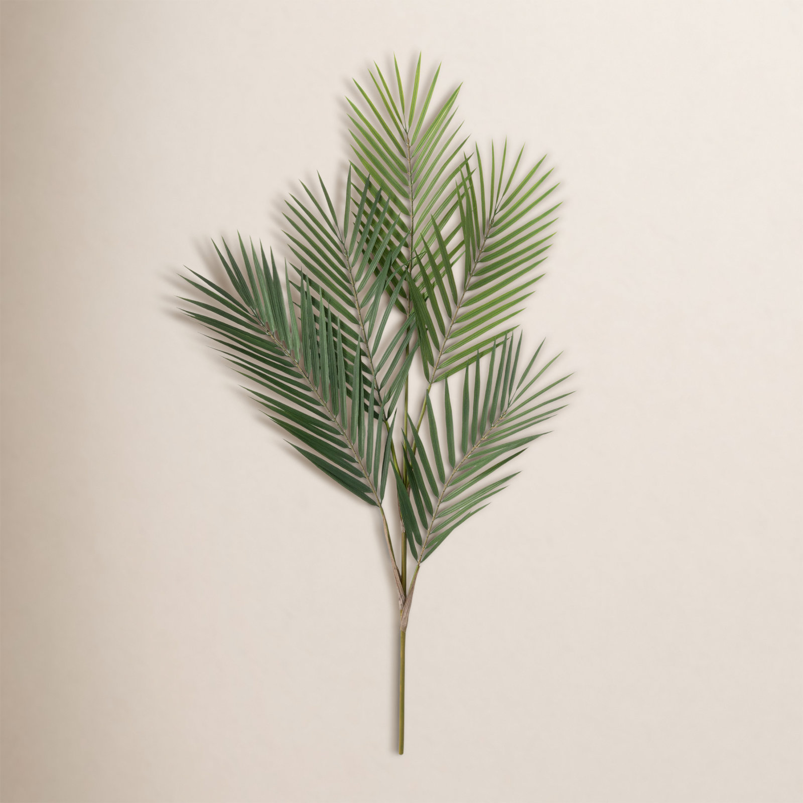 Palm Branch Stems