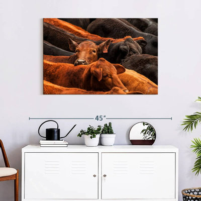 Beef Cattle