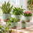 5-Pack Green Self-Watering Plastic Planter Set 7 to 10 Inch