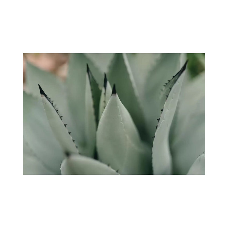 Mint Succulent II by Chelsea Victoria - Wrapped Canvas Print, 101.6 cm H x 66.04 cm W x 1.91 cm D