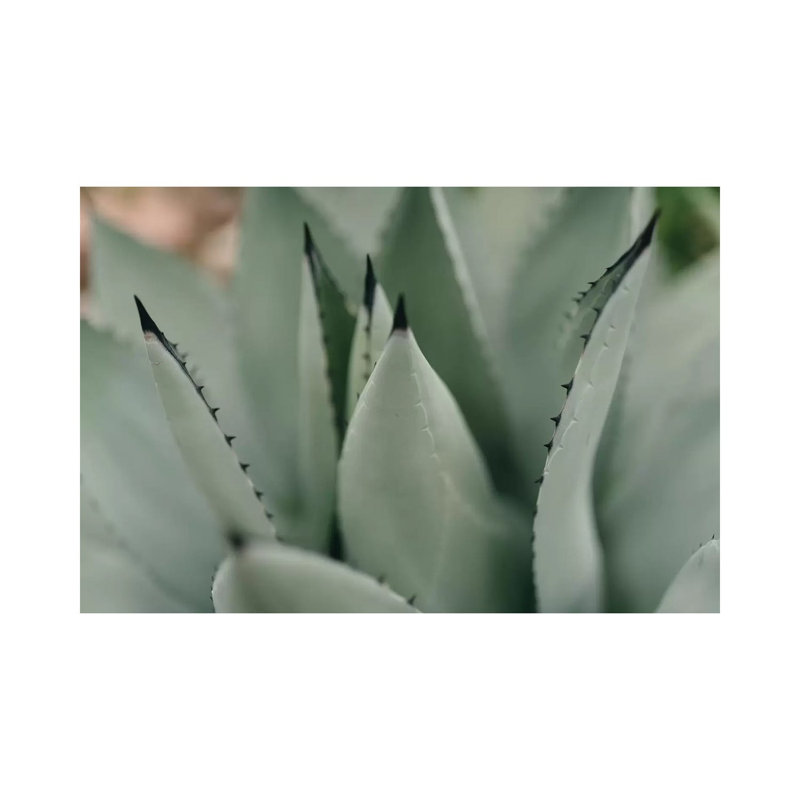 Mint Succulent II by Chelsea Victoria - Wrapped Canvas Print, 101.6 cm H x 66.04 cm W x 3.175 cm D