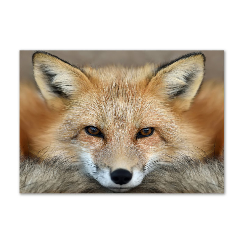 Fox - Wrapped Canvas Print