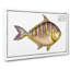 Toothless Mackerel Fish by M.E. Bloch - Wrapped Canvas-55361528
