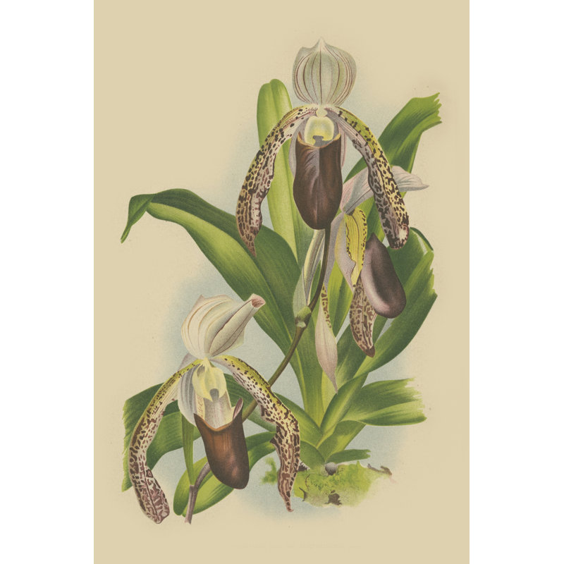 Lindenia Orchids II - Wrapped Canvas Print, 30cm H x 20cm W