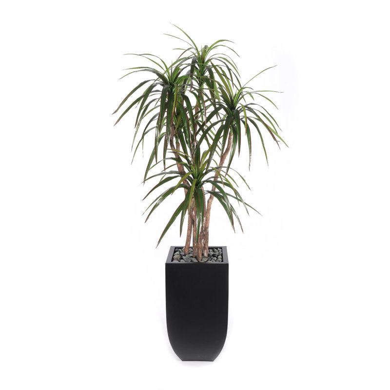 78"H Yucca Tree, Real Wood Trunks, Rocks in Black Tin Pot