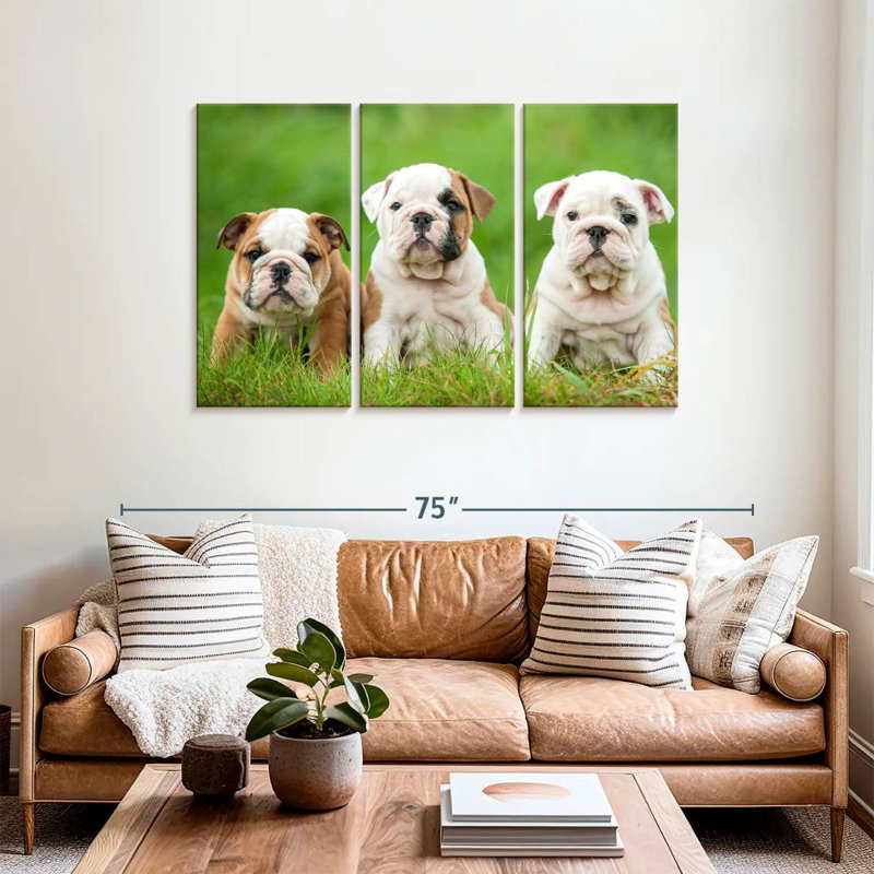 Chiots bouledogue anglais, H 36 po x l 57 po