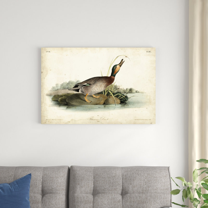 «Audubon Ducks V» par James Audubon - peinture sur toile tendue, H 24 po x l 36 po x P 1,25 po