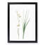 Siberian Iris Flowers by Pierre-Joseph Redoute - Picture Frame Painting Print-55619457-55619458
