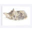 « couching gray chat »-impression sur toile tendue-31857953-73439267-73439262