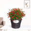 Arrangement
