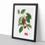 Sour Cherry Tree by Giorgio Gallesio - Picture Frame Painting Print-55618612-55618611