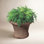 Westport Planter