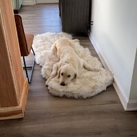 Pretor Puprug Runner Faux Fur Memory Foam Dog Curve Mat